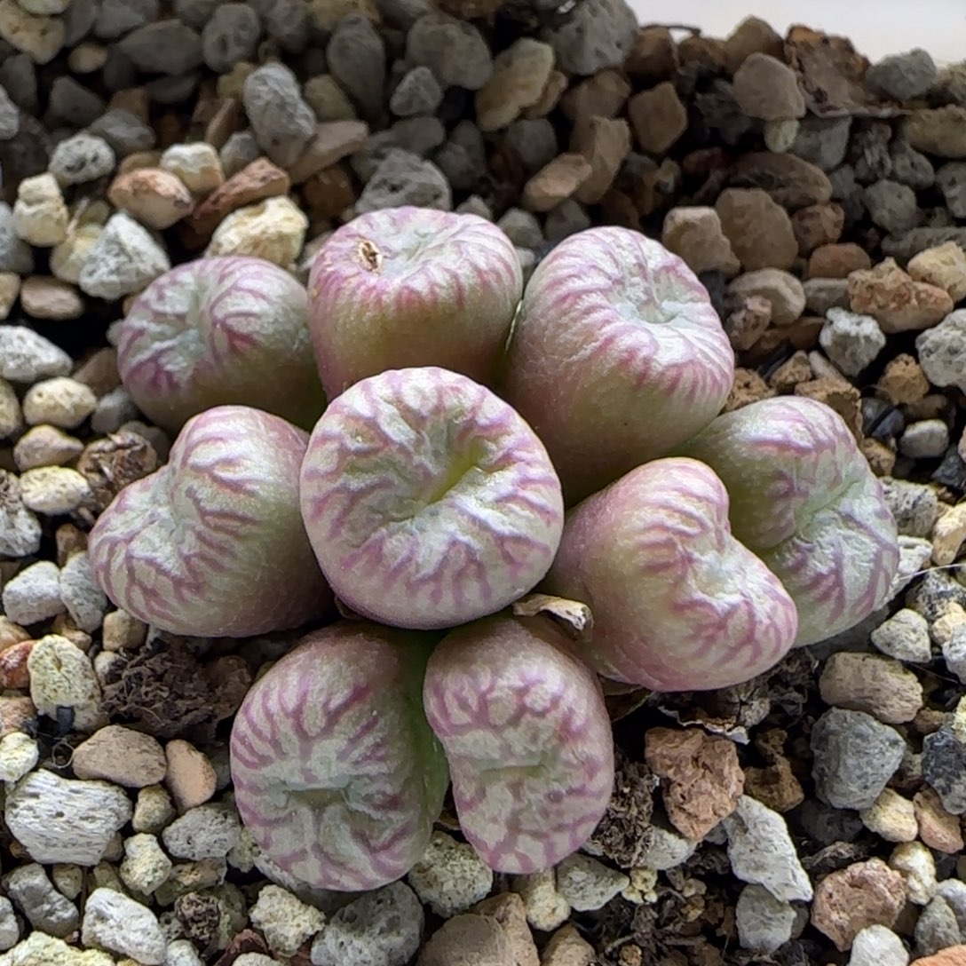 12-26-3-1当天满38包邮超好看9头送奶工杂交脱土