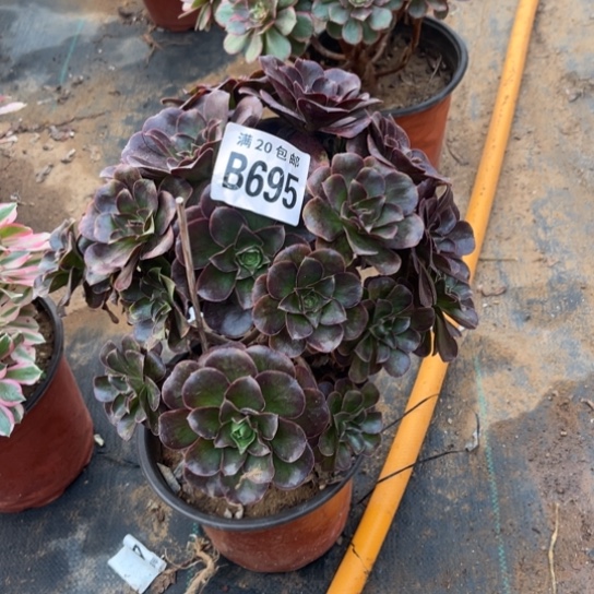 695枚金玫瑰不包断枝