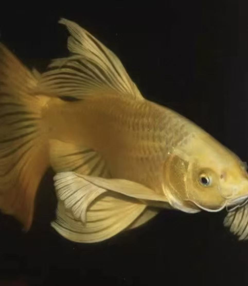 纯种黄金龙鲤短球体观赏鱼大鳍大尾短身冷水鱼好养耐活