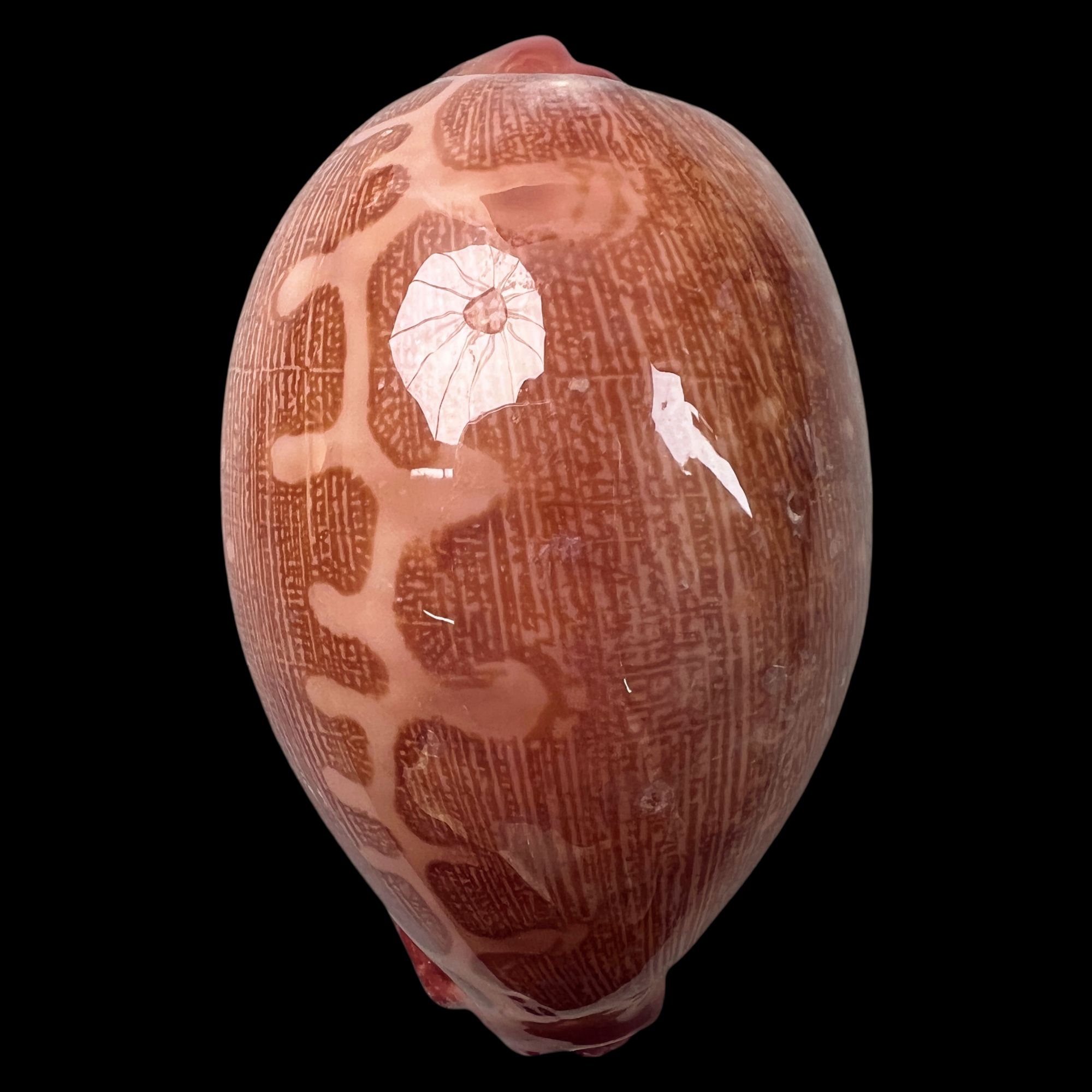 【酒红地图宝螺】74.4mm 釉质好 产地：印尼 贝壳 E2