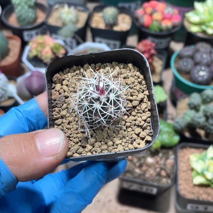 932实生狂刺达氏青花y