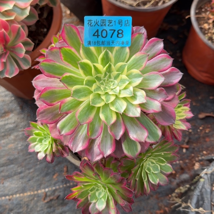 天河4078多肉植物法师