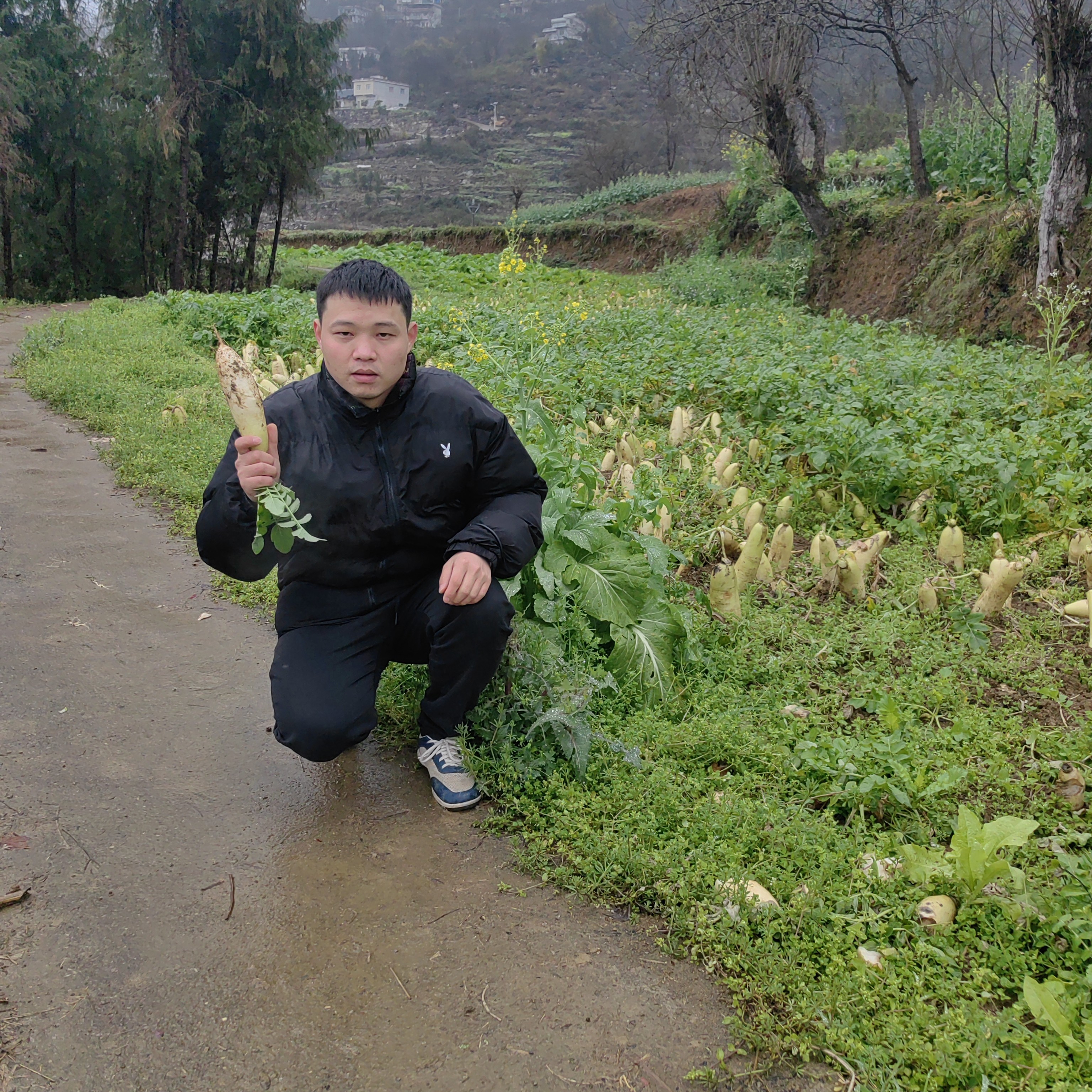 代购农村蔬菜白萝卜白菜