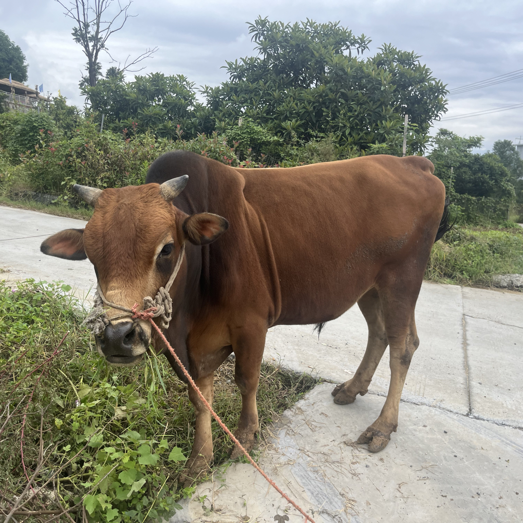 【秦巴高山散养土黄牛】（51) 现宰现卖  顺丰航空冷链包邮