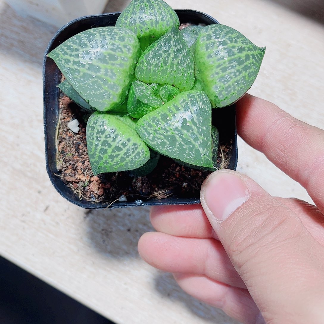 白鲸康平新手福利