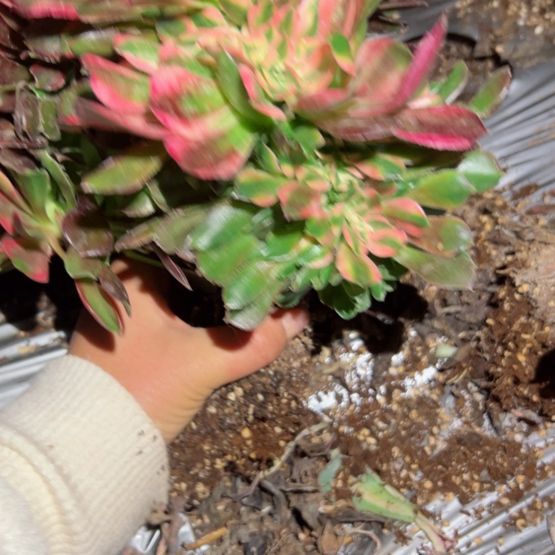 443 号多肉植物法师新年福利