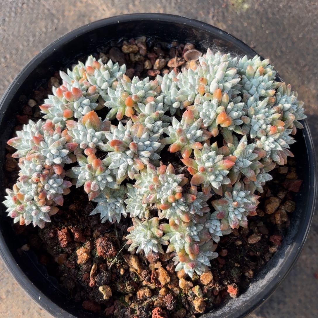 格诺玛，仙女杯多肉