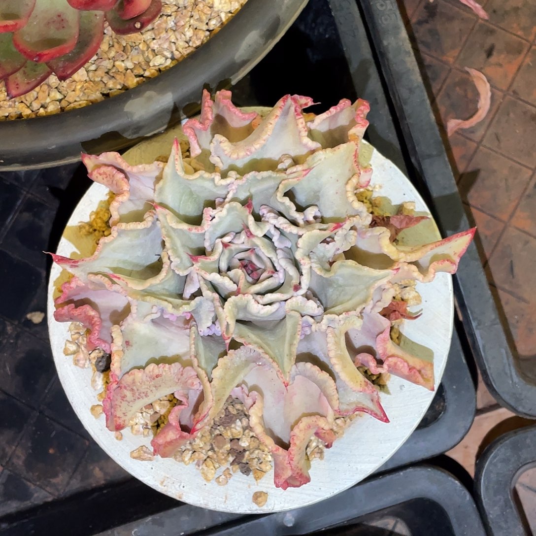 多肉植物一物一拍