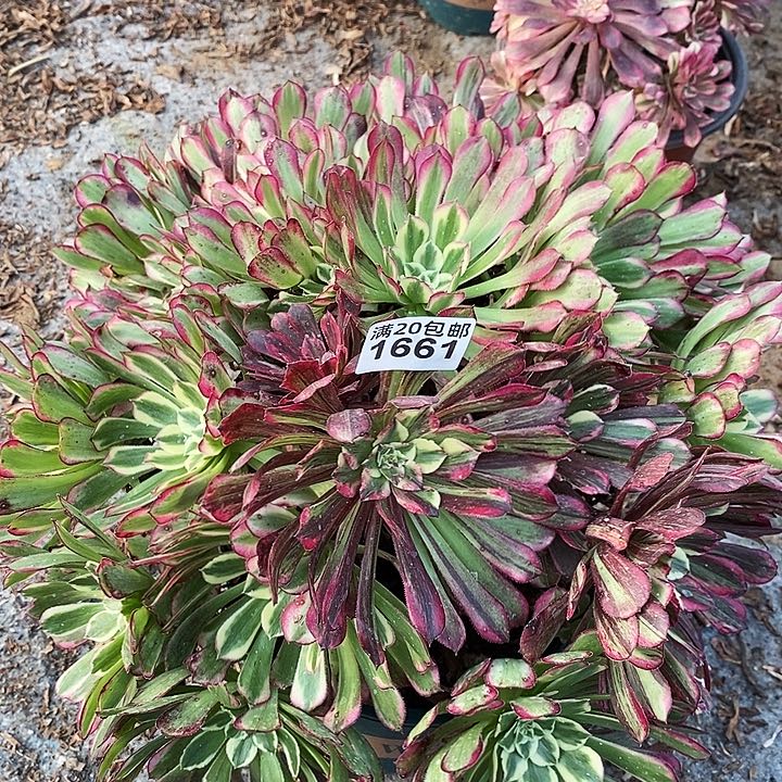 1661 一颗水木年华发丝