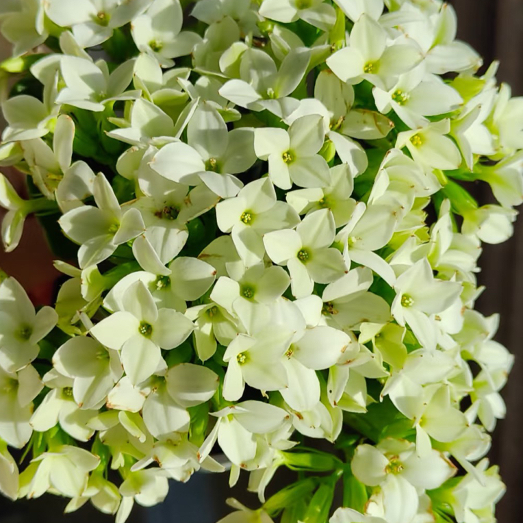 冰晶开花版 130盆北京昊景