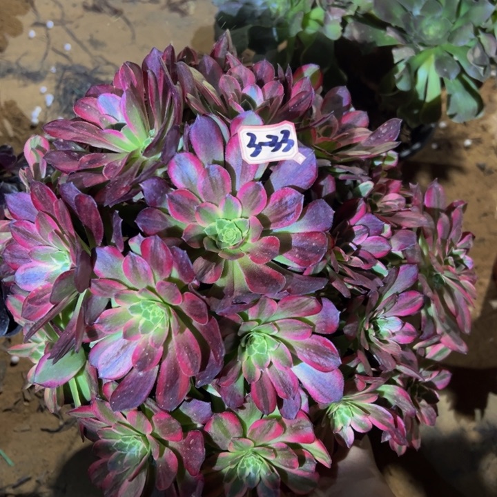 安娜多肉植物3-33