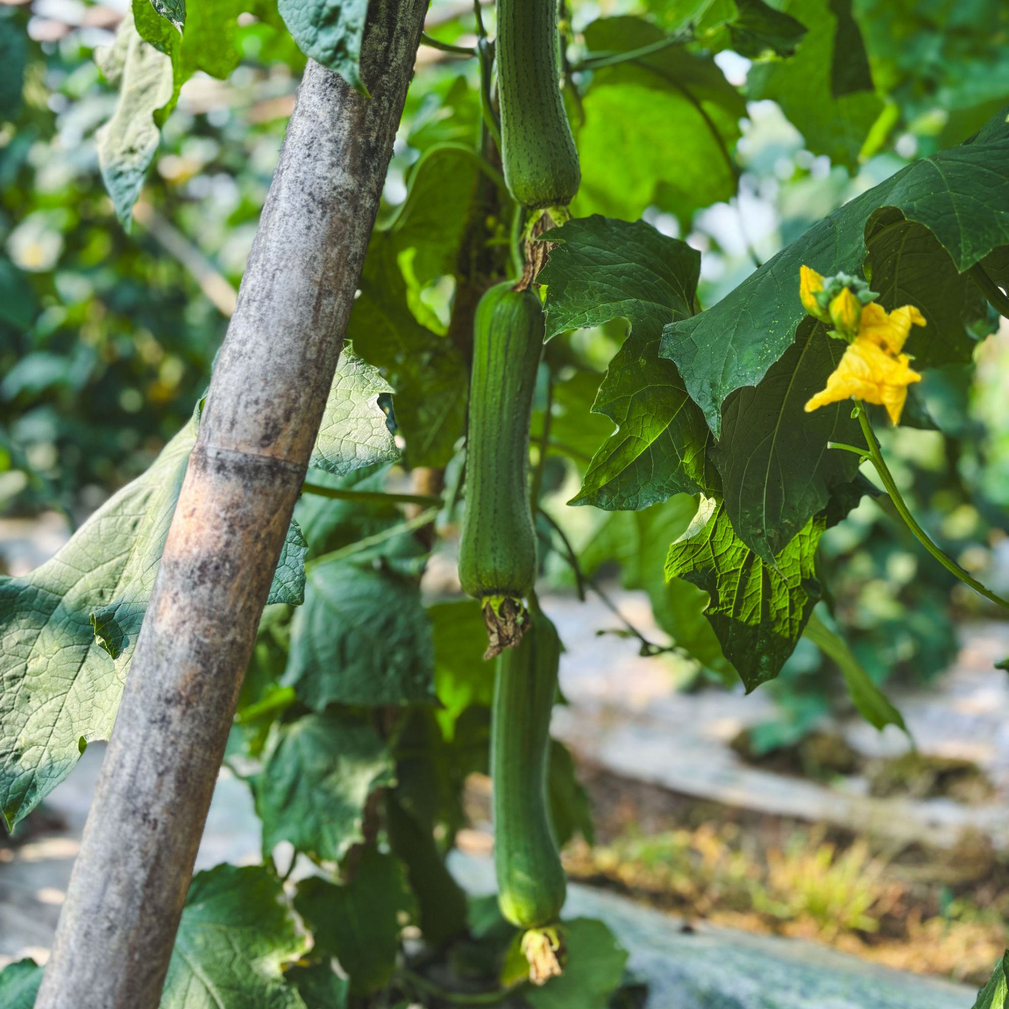 农家自种新鲜奶油丝瓜现摘现发久煮不黑香嫩可口