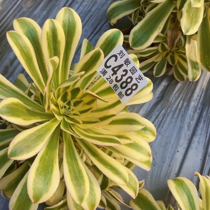 保时捷多肉植物法师4388