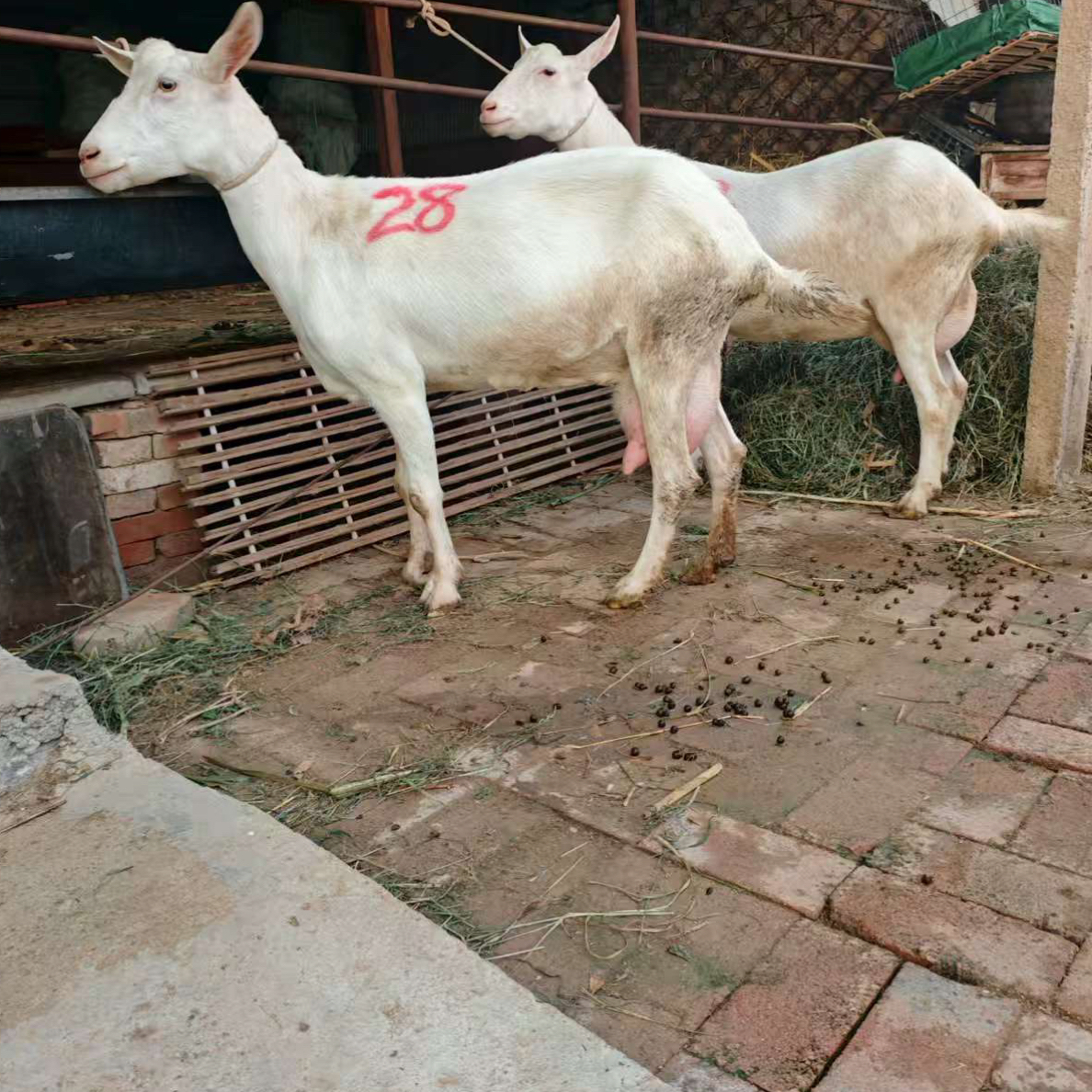 萨能奶山羊 养殖食槽  笼子