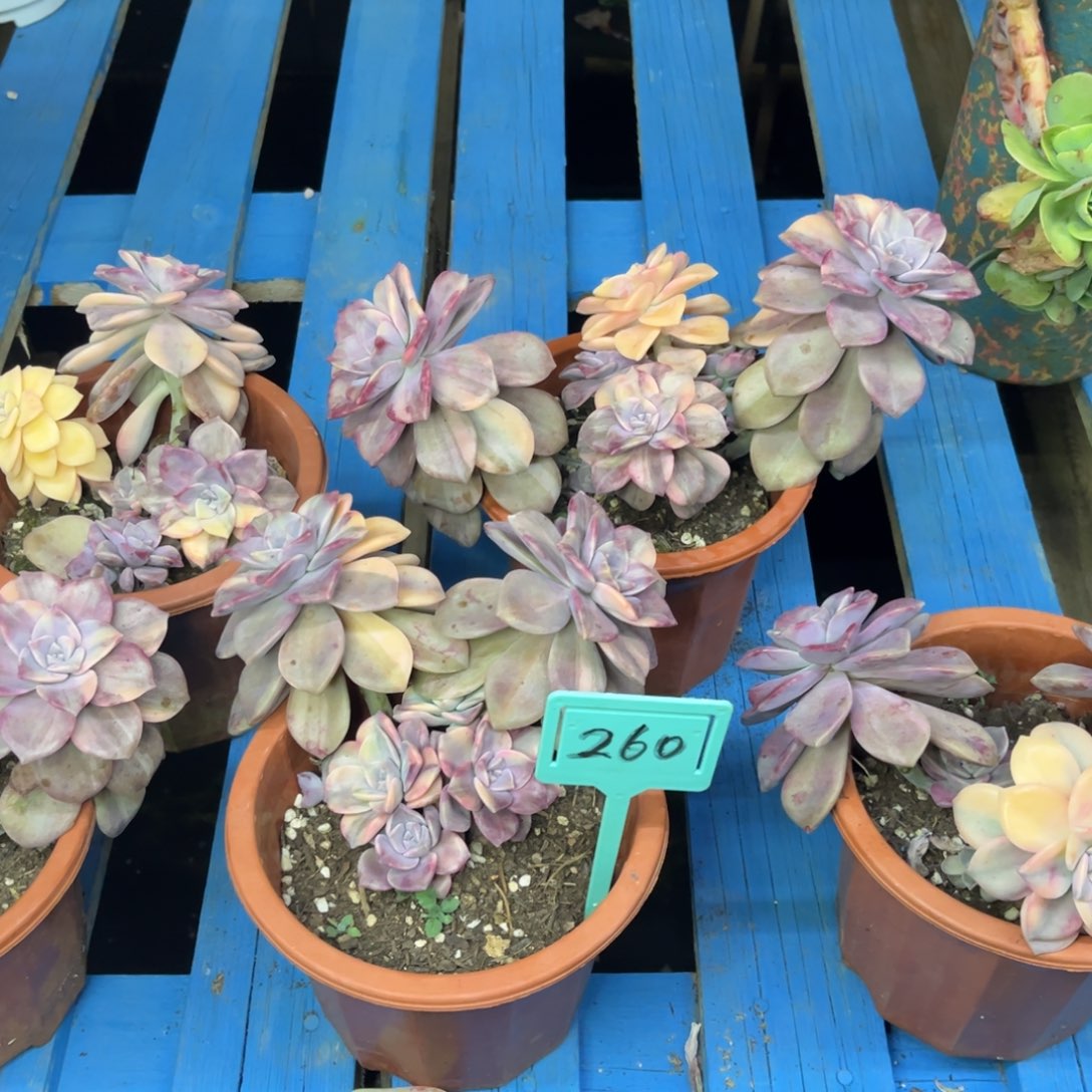 小雨多肉一物一拍紫乐锦