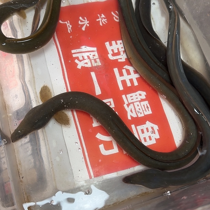 野生鳗鱼包活到家一斤三两多