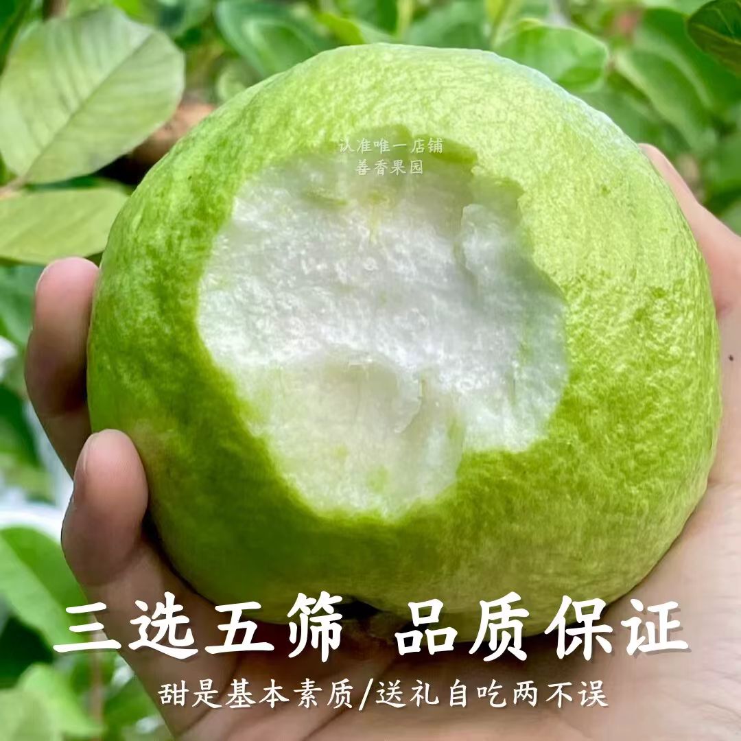 【湛江番石榴芭乐】松脆清甜低糖健康果心不软送酸梅粉白心芭乐