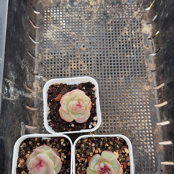 花时光精品多肉。    98