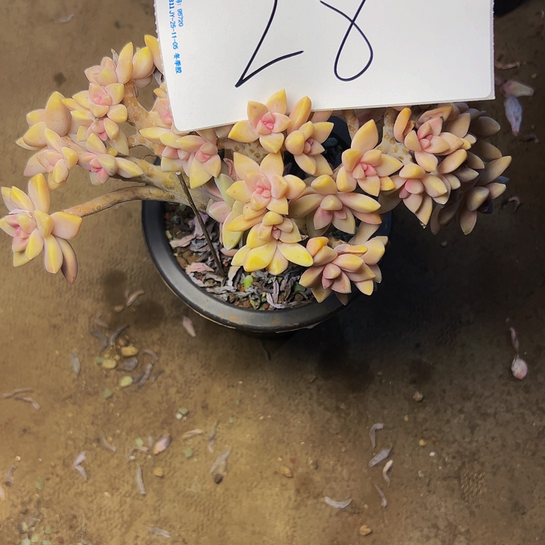 可***冰28号一物一拍脱土包邮