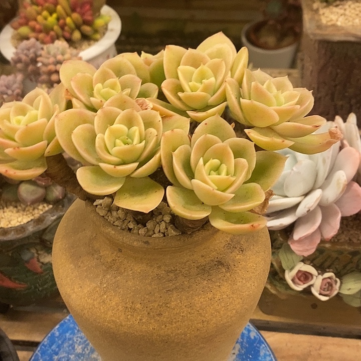 多肉植物肉肉植物