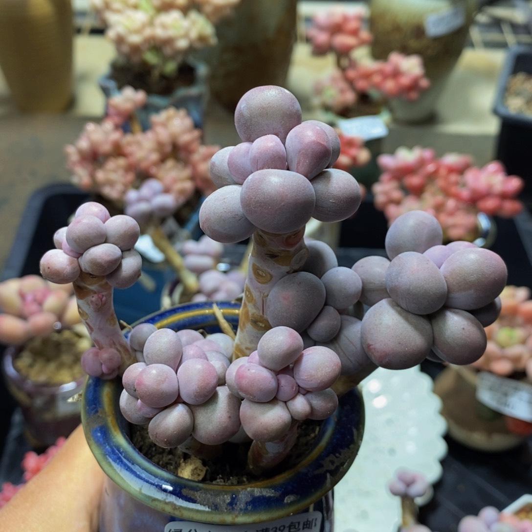 814、香水手指奶酪10 厘米