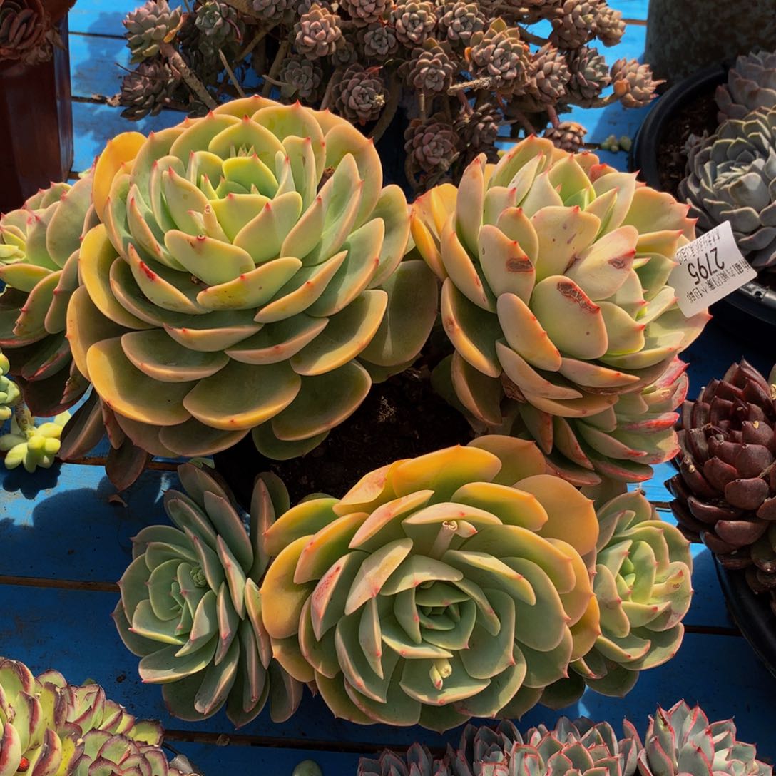 杨*阳     白雪公主2795