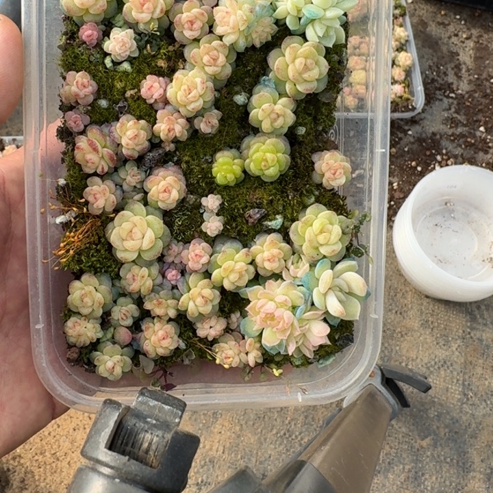 161珍妮饭盒混搭一组