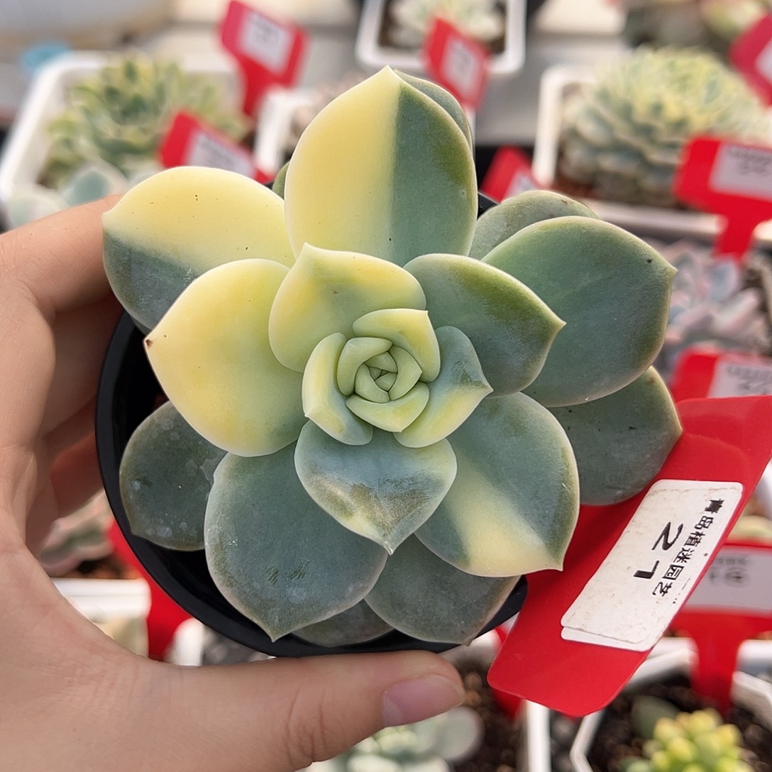 21号可爱玫瑰锦多肉植物