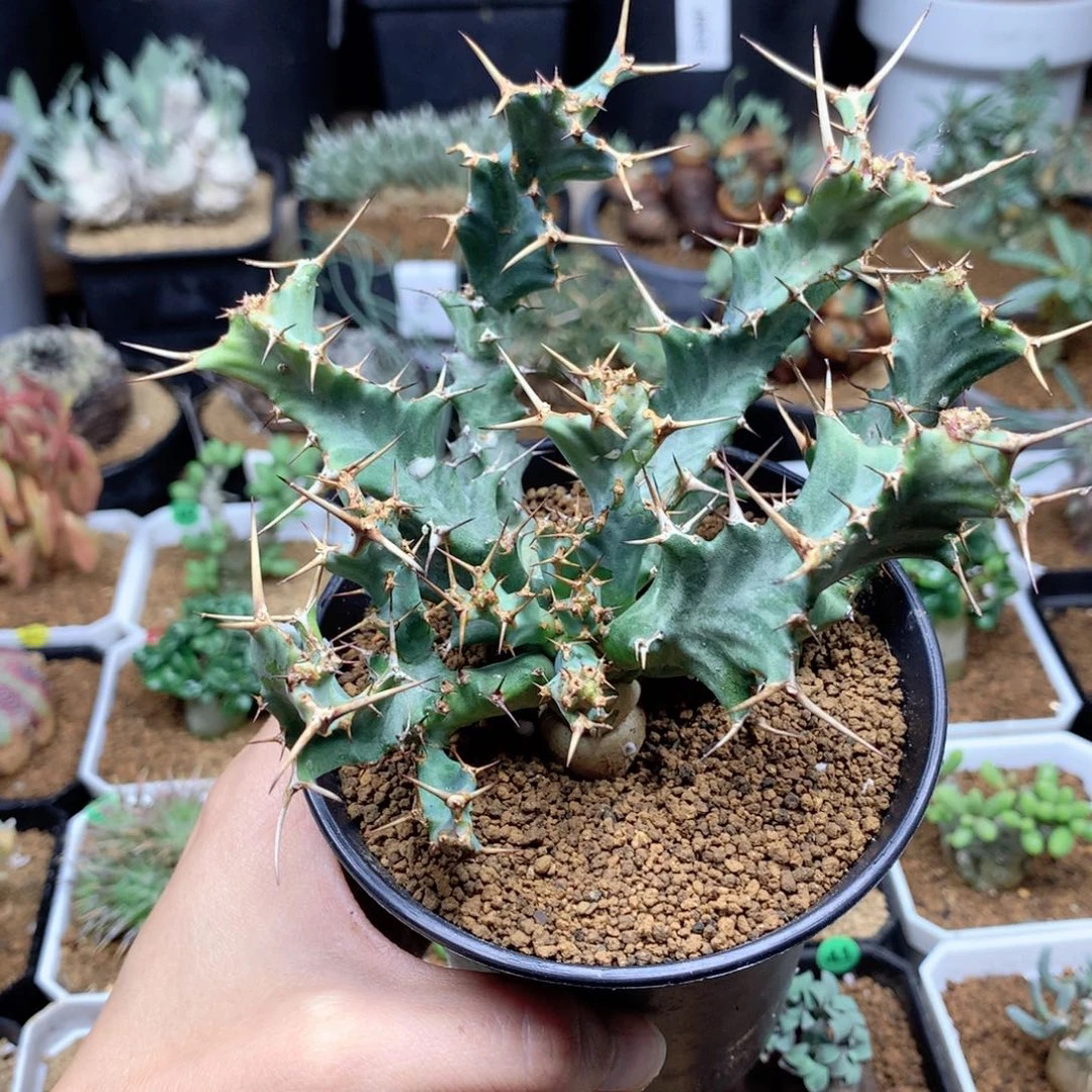 实生蓝丝绒大戟脱土