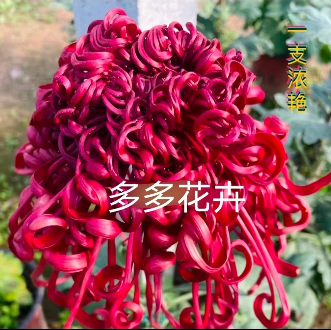 九月大花菊《一枝浓艳》（带花苞） 开花漂亮…