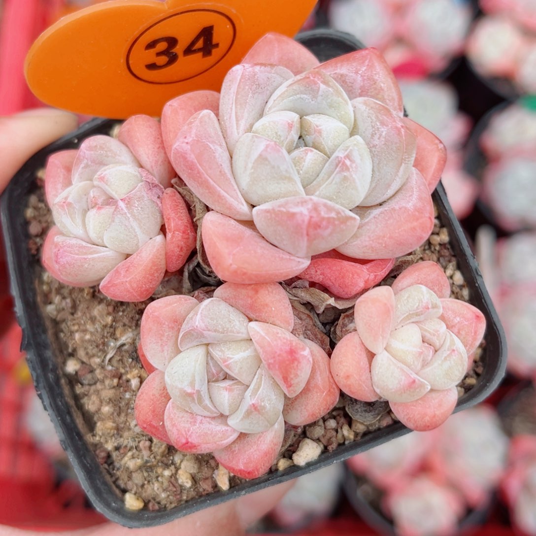 34号小老桩冰玉群