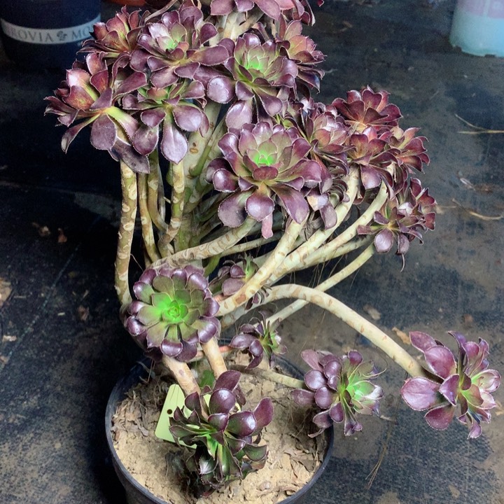 827黑法师多肉一物一拍