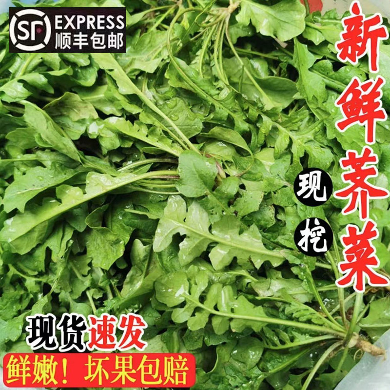 【顺丰包邮】25年头茬新鲜荠菜现挖现发野菜岌岌菜包饺子馅馄饨