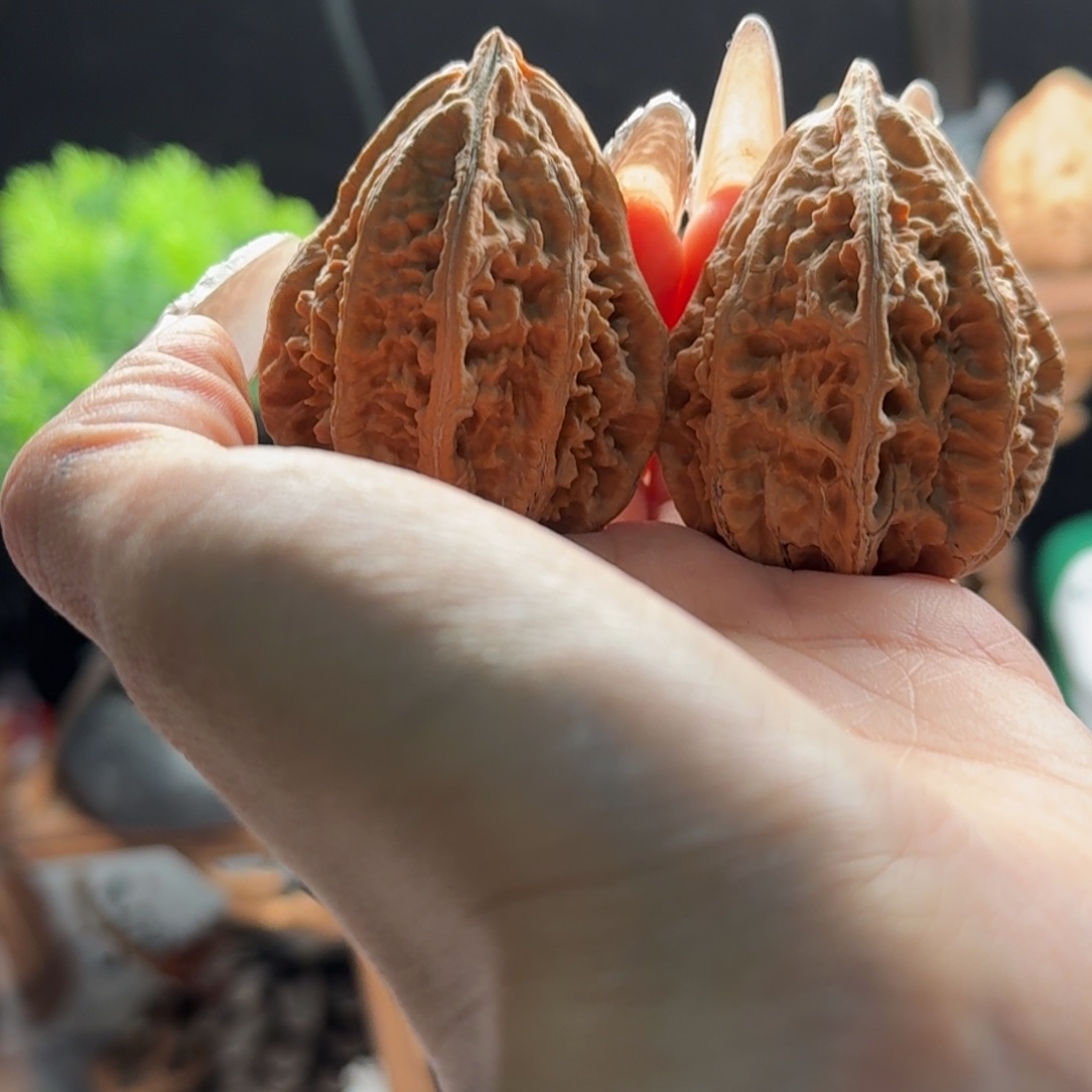 文玩核桃把件关东木子楸百核227