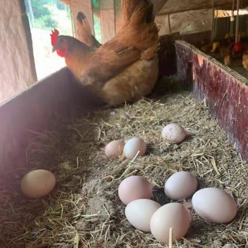 农村散养土鸡蛋新鲜发货