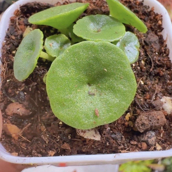 玉盃小雨伞一颗福利