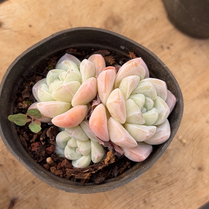 冰玉群生 不单独发货