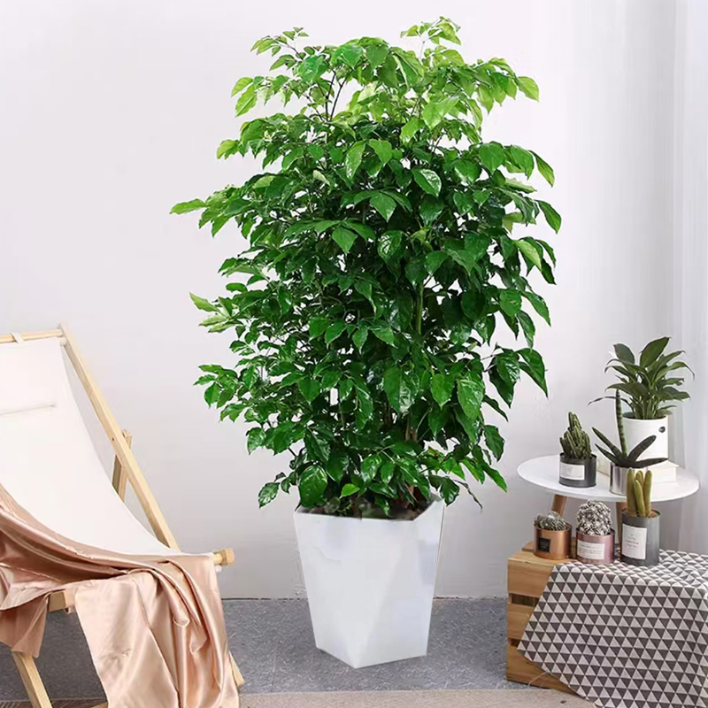90-100cm大苗控根丛生幸福树严选好养室内观叶绿植