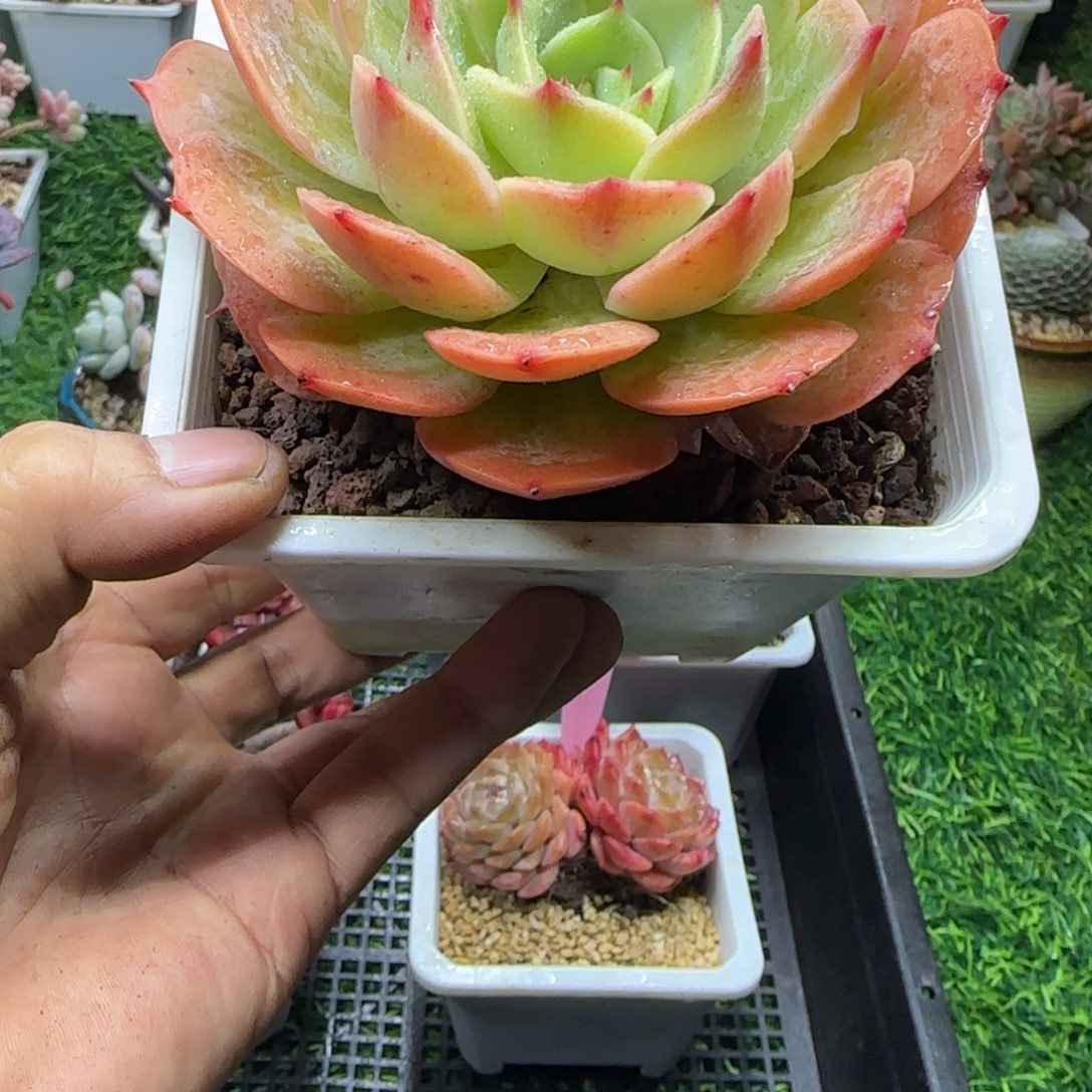 锦安精品多肉编号250