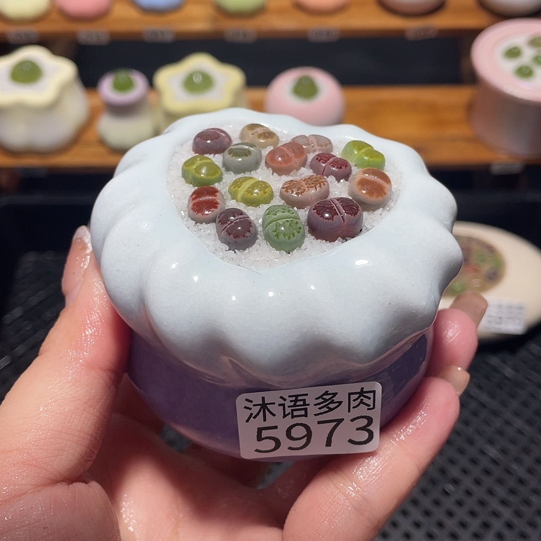 ****莓带盆土植物 一物一拍5973