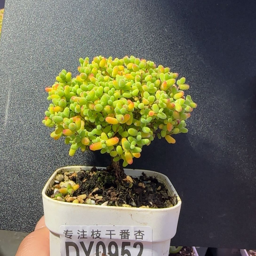 dy0852精控蜜橘老桩直杆大树型冠服7.5cm