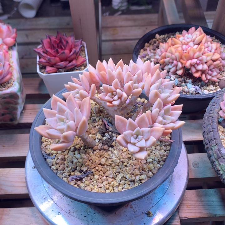 浪漫公主z z z z z z