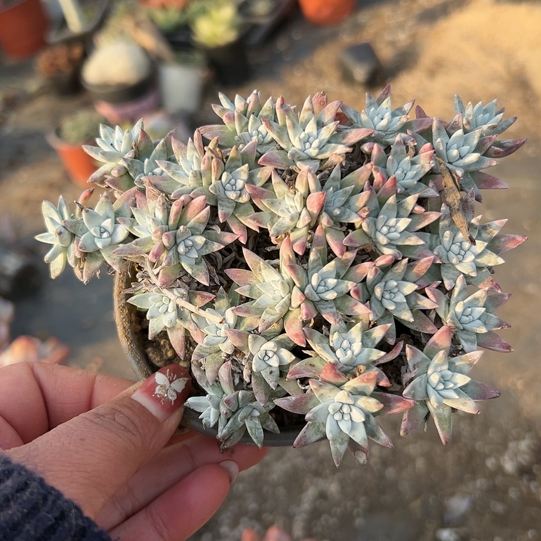 多肉植物白菊老庄