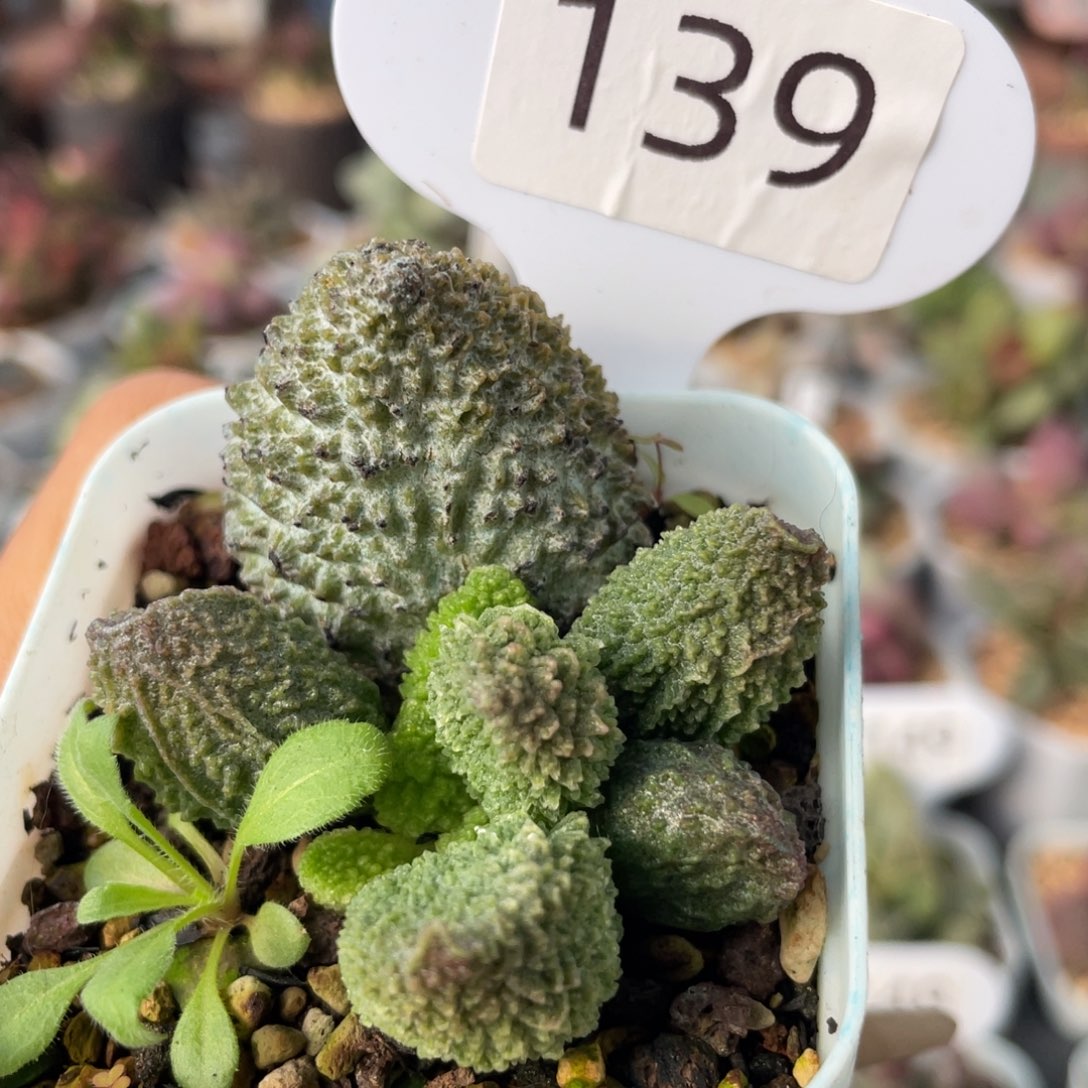     福利。  福利。     