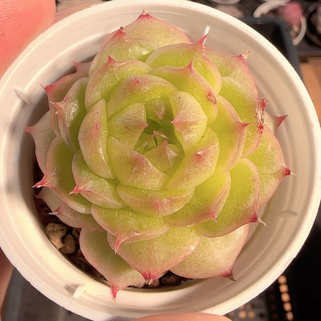 多肉1212-73海王长睫毛