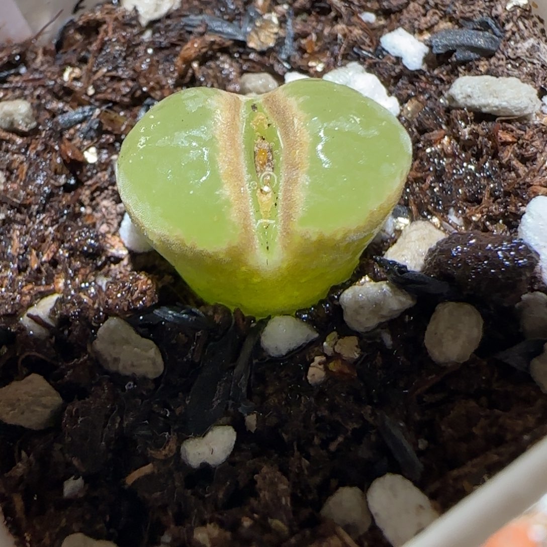 肉锥多肉植物百科2-1797.7风铃1700