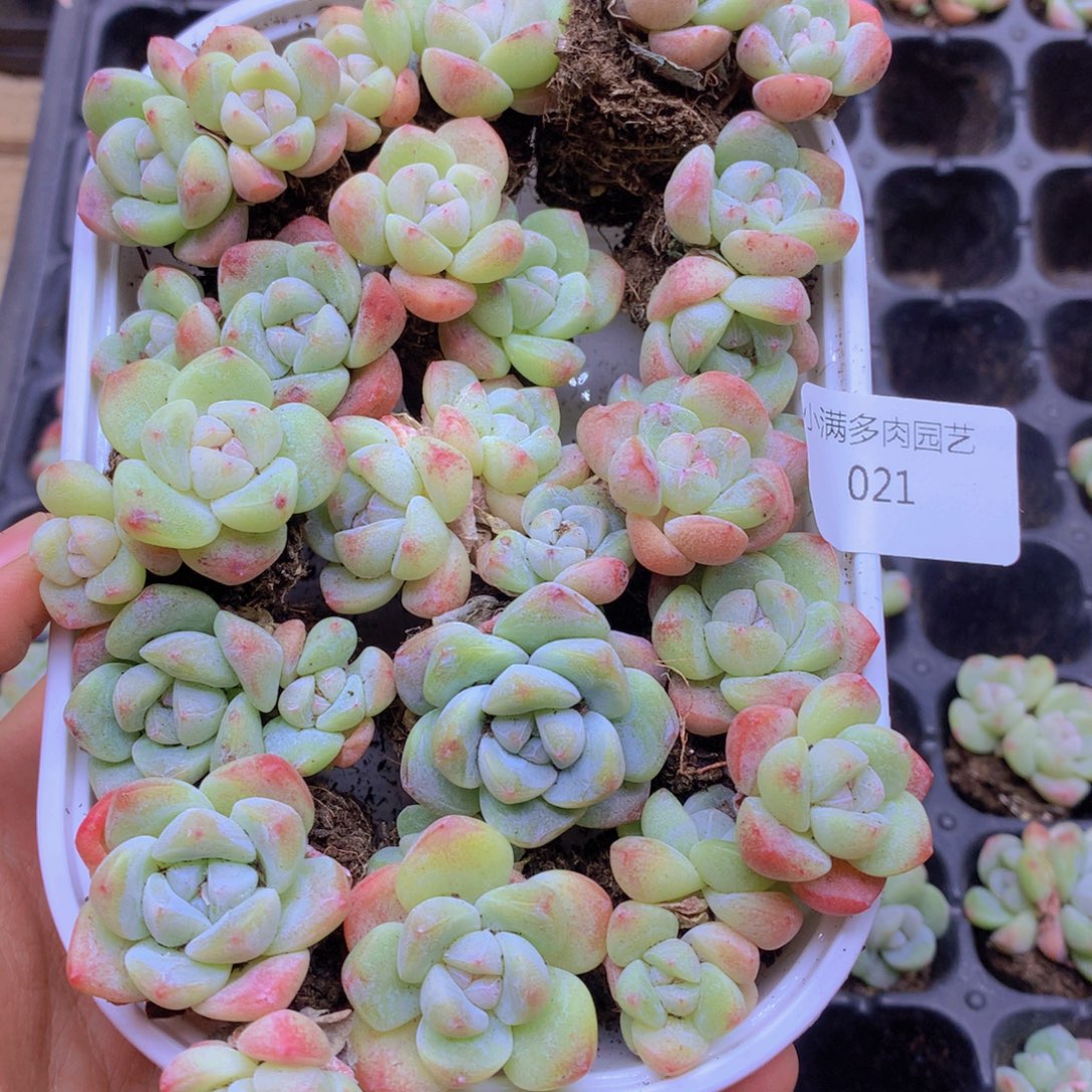 我要去看你了哦你要021