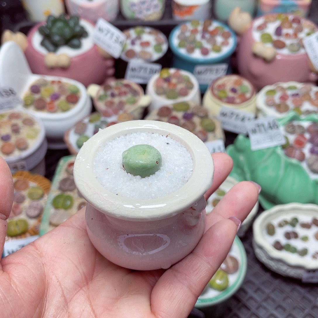 w7152 -零下地区拍保温箱-15支持寄养