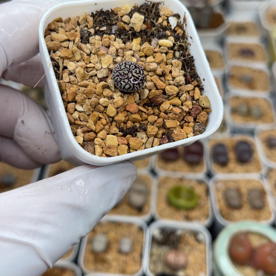 多肉植物一物一拍9