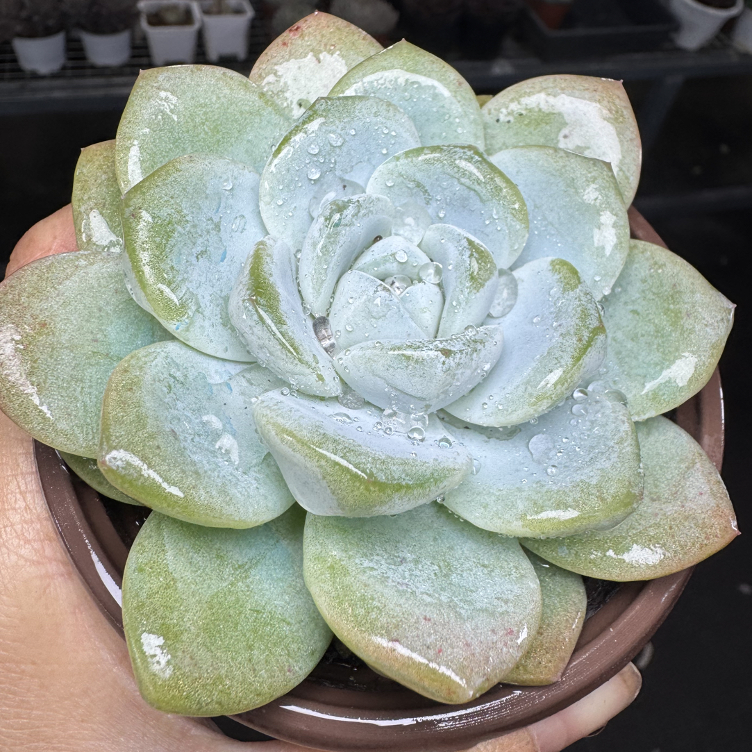 冰玉 满15包邮不满到付